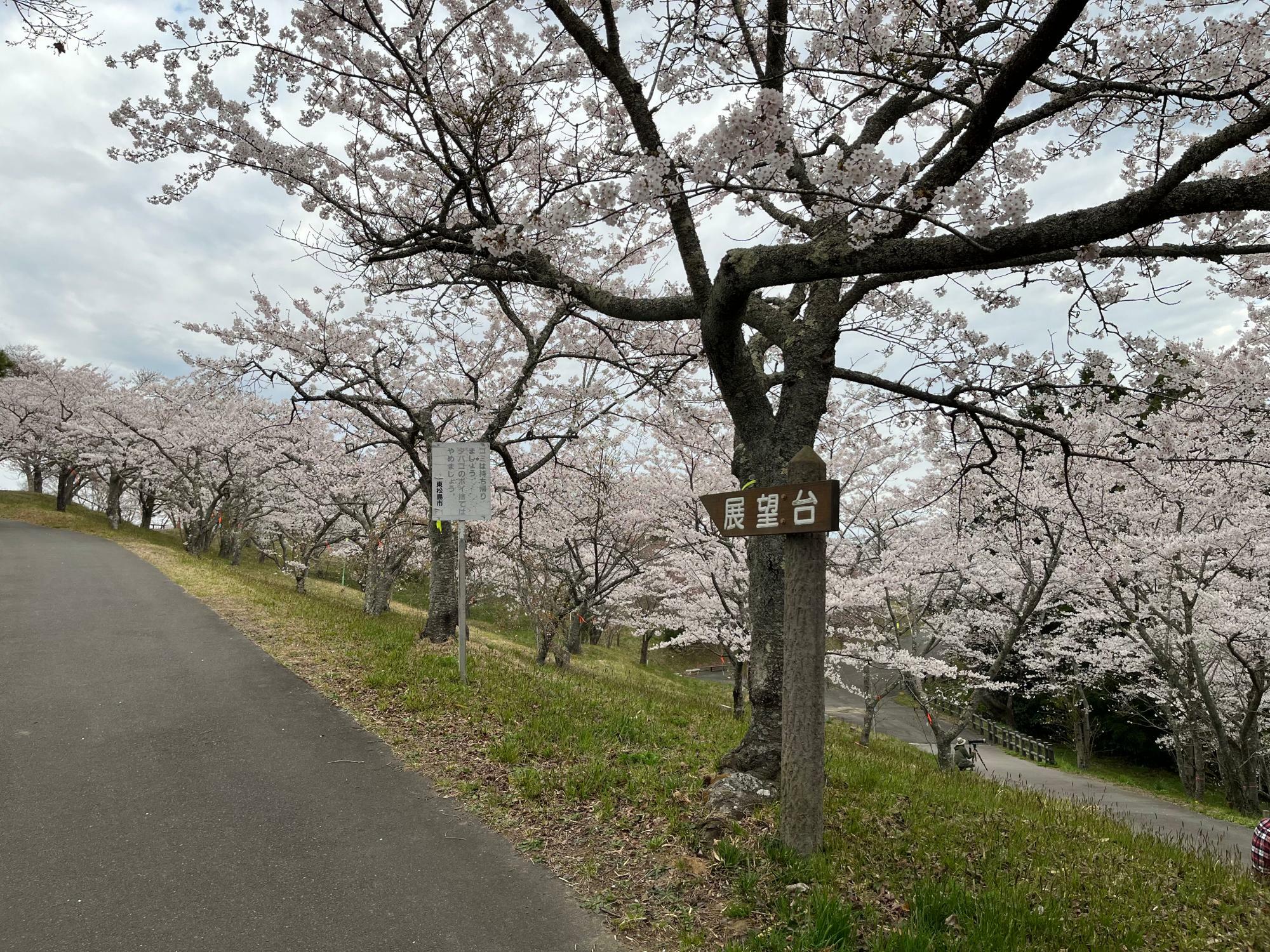 ▲ 写真は2023年4月上旬頃の「滝山公園」の様子。 ※滝山公園は東松島市の桜の名所！