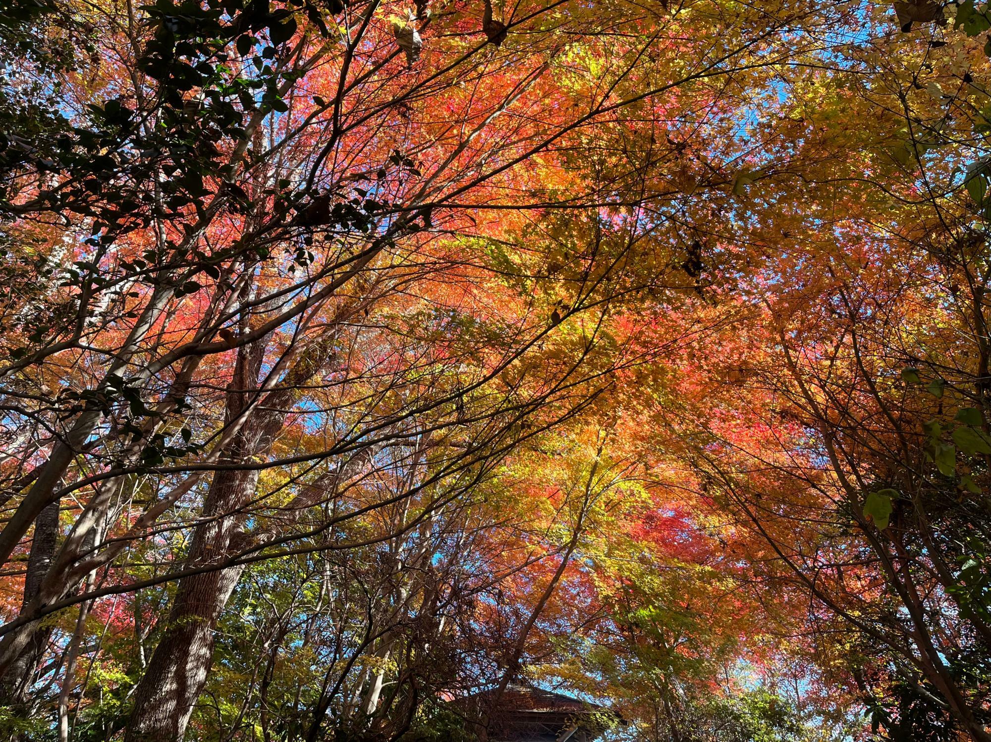 ▲ 去年（2023年）の福浦島の紅葉