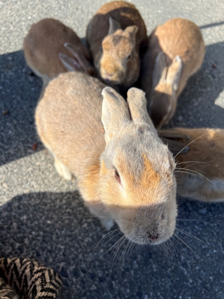 エサに群がるウサギさん達(この5秒後、満腹のウサギさん達が一斉に去っていくことをこのときはまだ知らない)