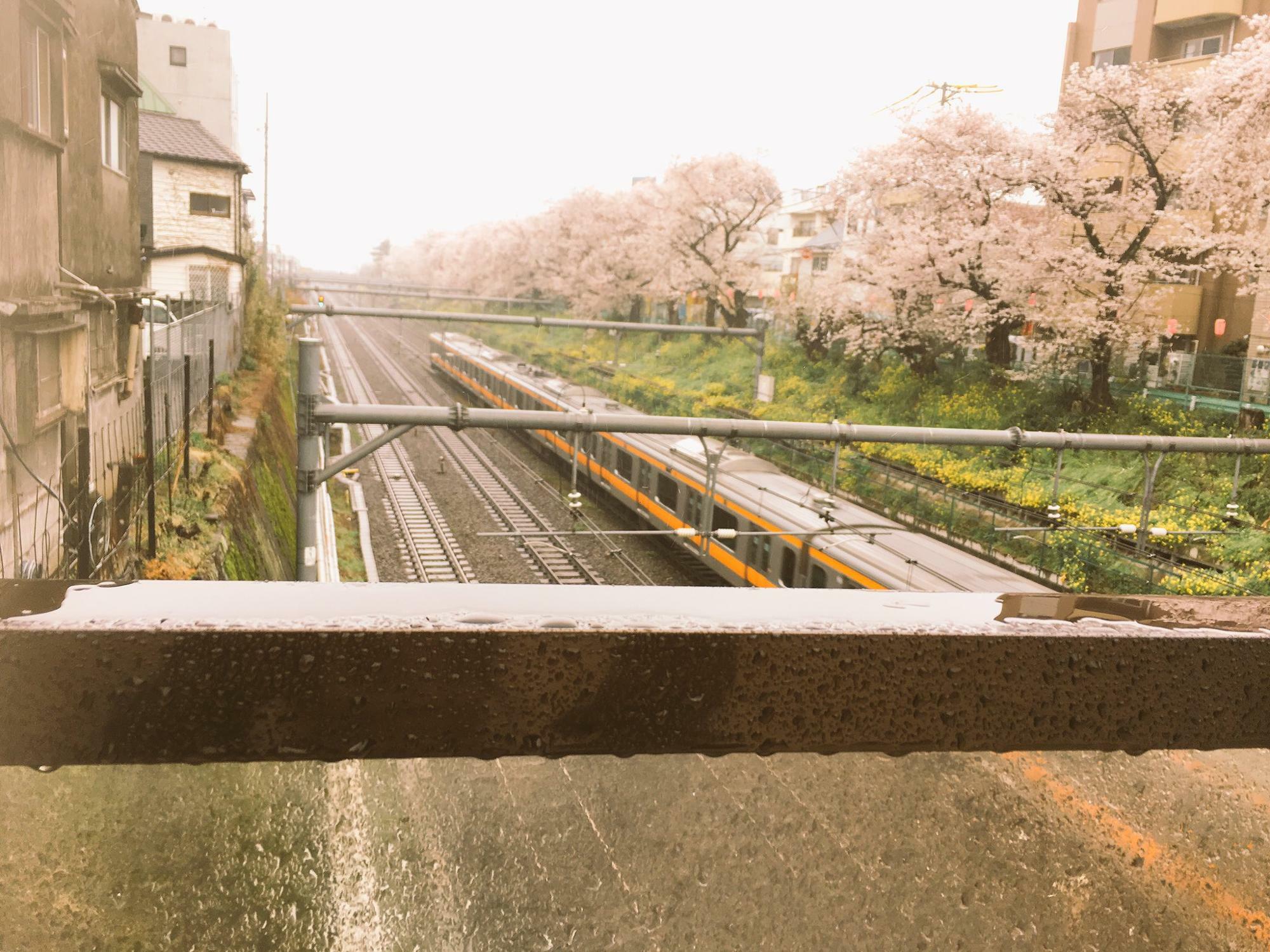 東中野駅から撮影した「雨の日の中央線×桜」