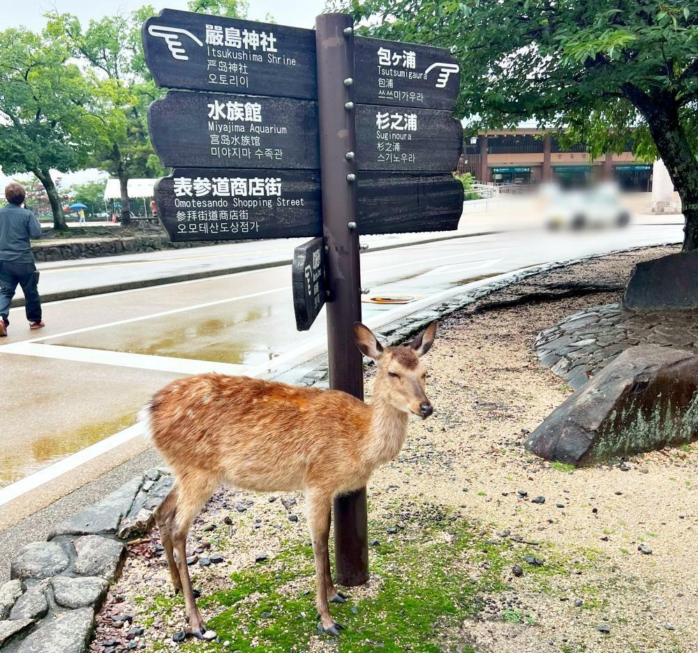 宮島内には「野生のシカ」が数多く生息している