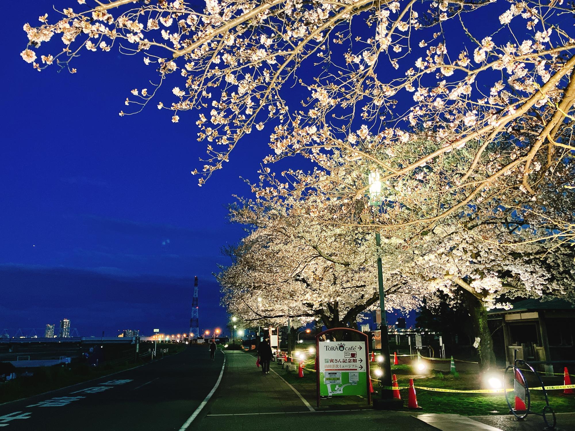 葛飾区】夜空を彩る満開の桜！ 夜景との競演も美しい桜のライト
