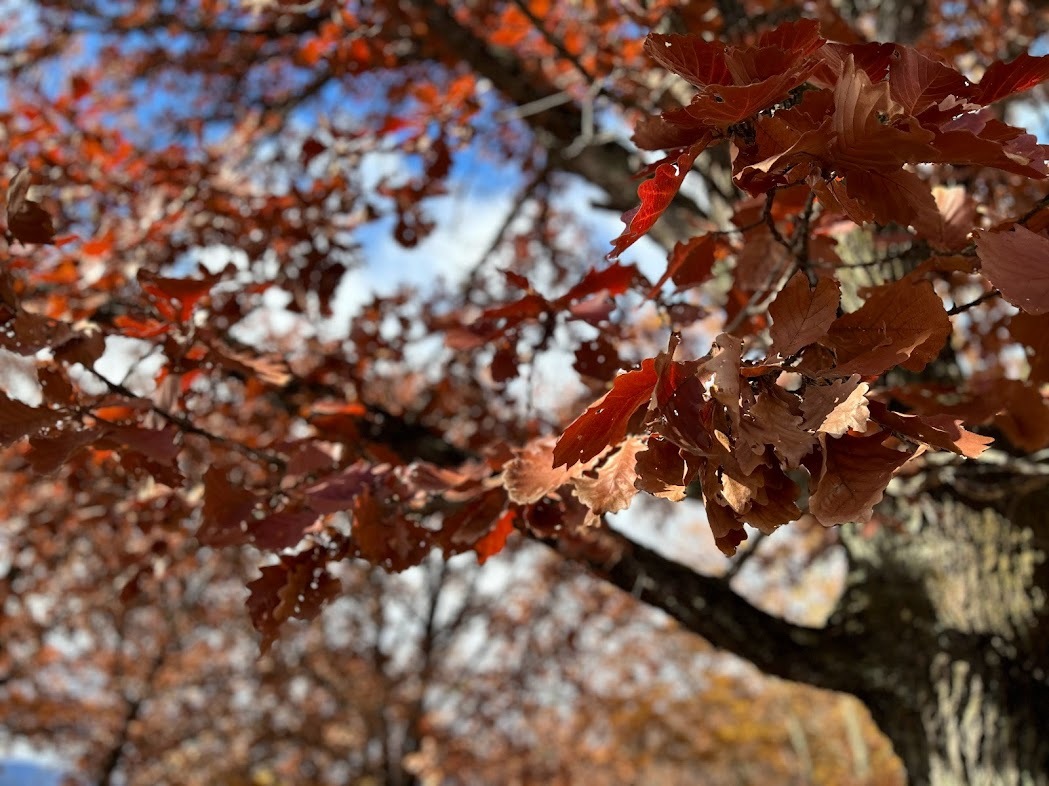 カエデの木が紅葉していました　落葉しきるまでは木陰が心地いい