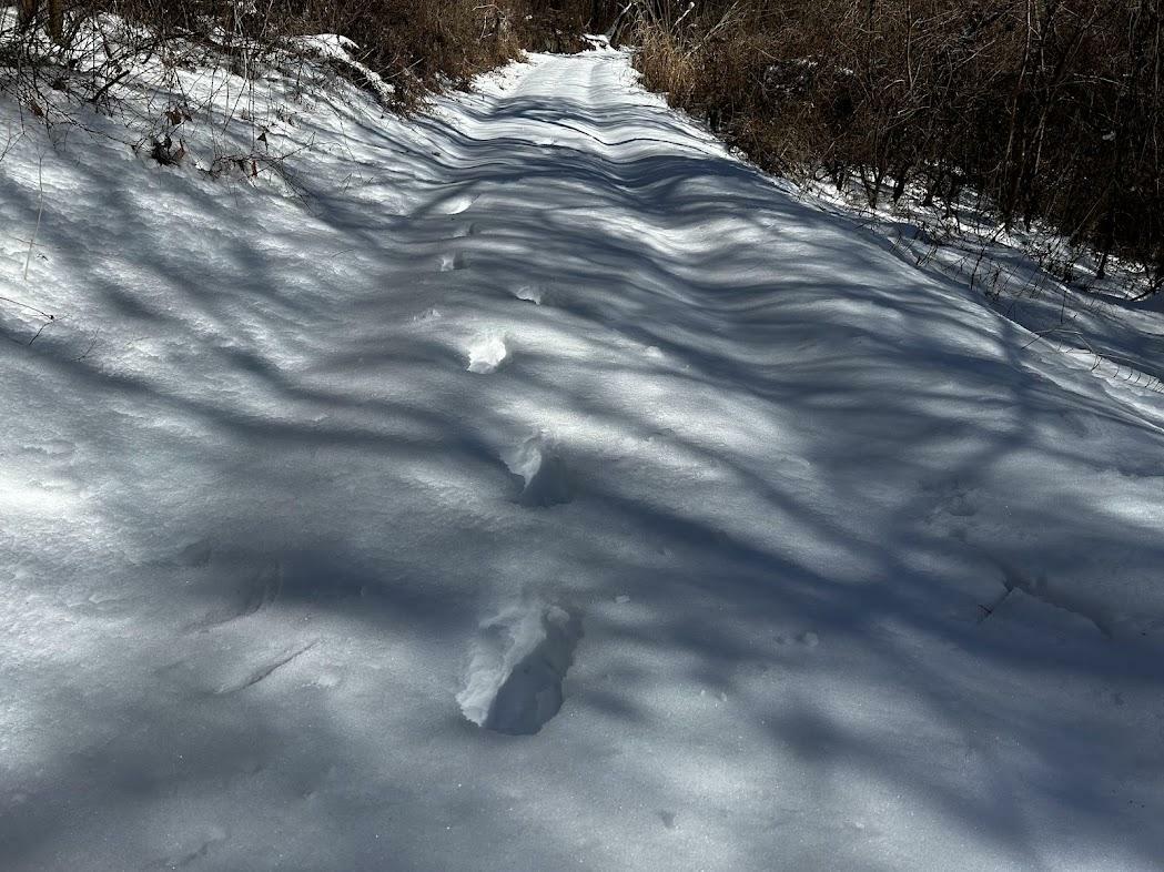 雪上に残された大きな足跡　