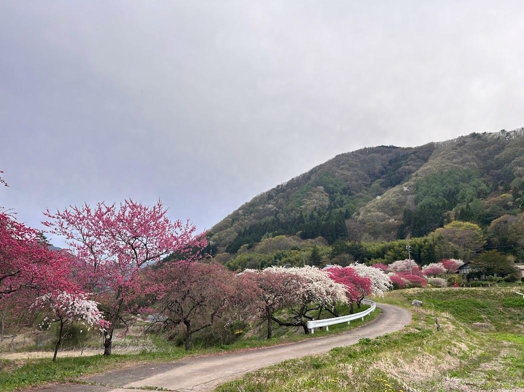 花は散りはじめでもうつくしい山里の景色　撮影日：2024年4月25日