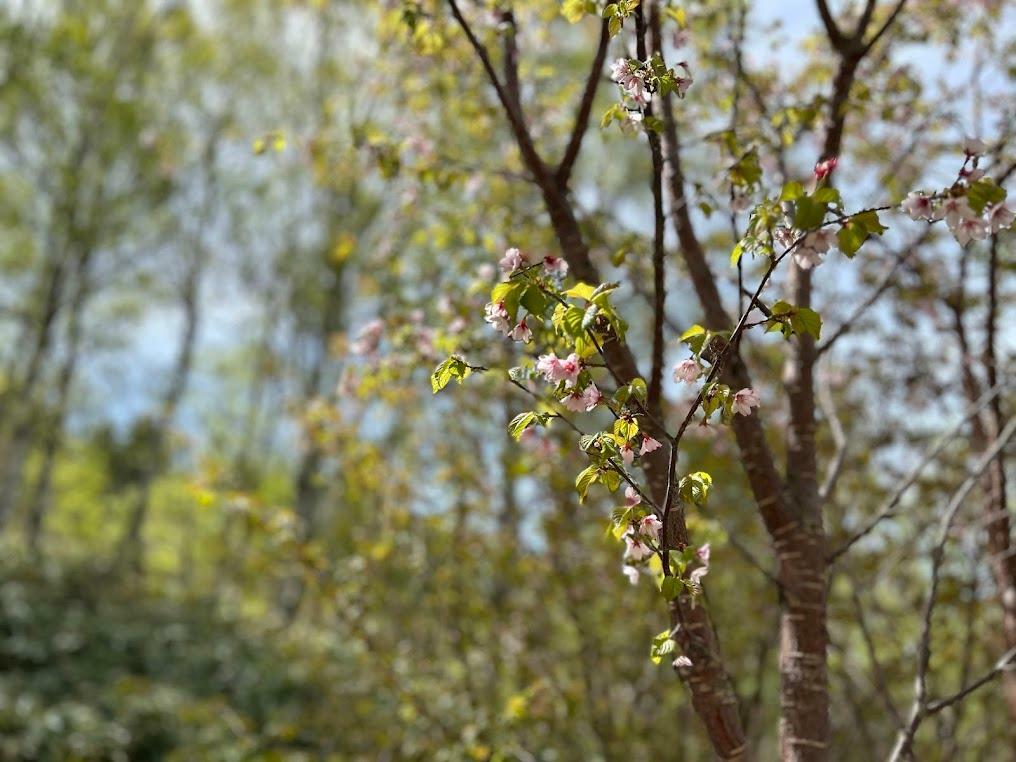 訪れたのは５月半ば　サクラが咲いていました。これからツツジや高山植物の季節がはじまる