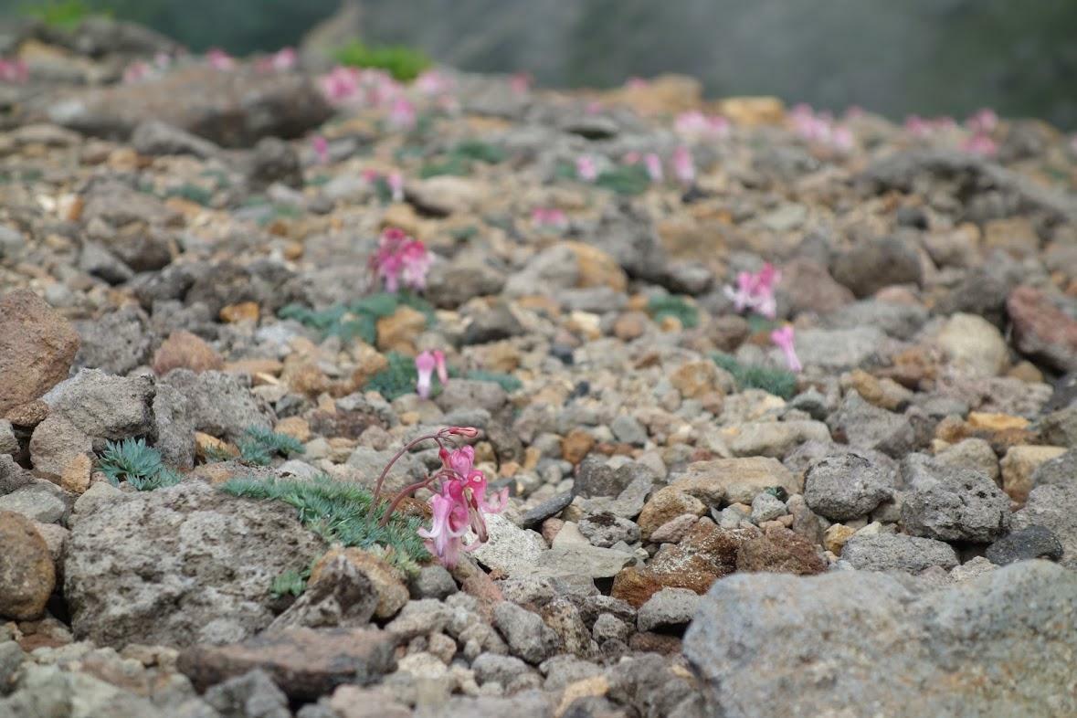 この花を見るために登山をする人も多い　撮影場所：硫黄岳