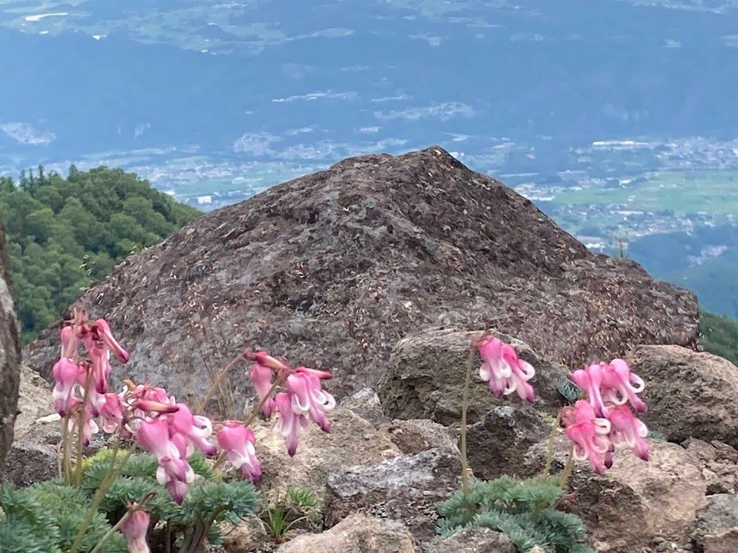 高山植物の女王コマクサは、高山帯でも特に環境の厳しい稜線の砂礫地に生える孤高の花