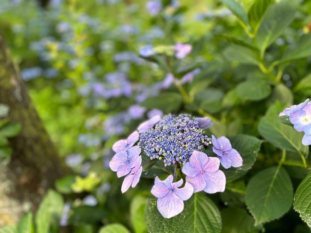 花期が長いので7月の終わりまでたのしめる