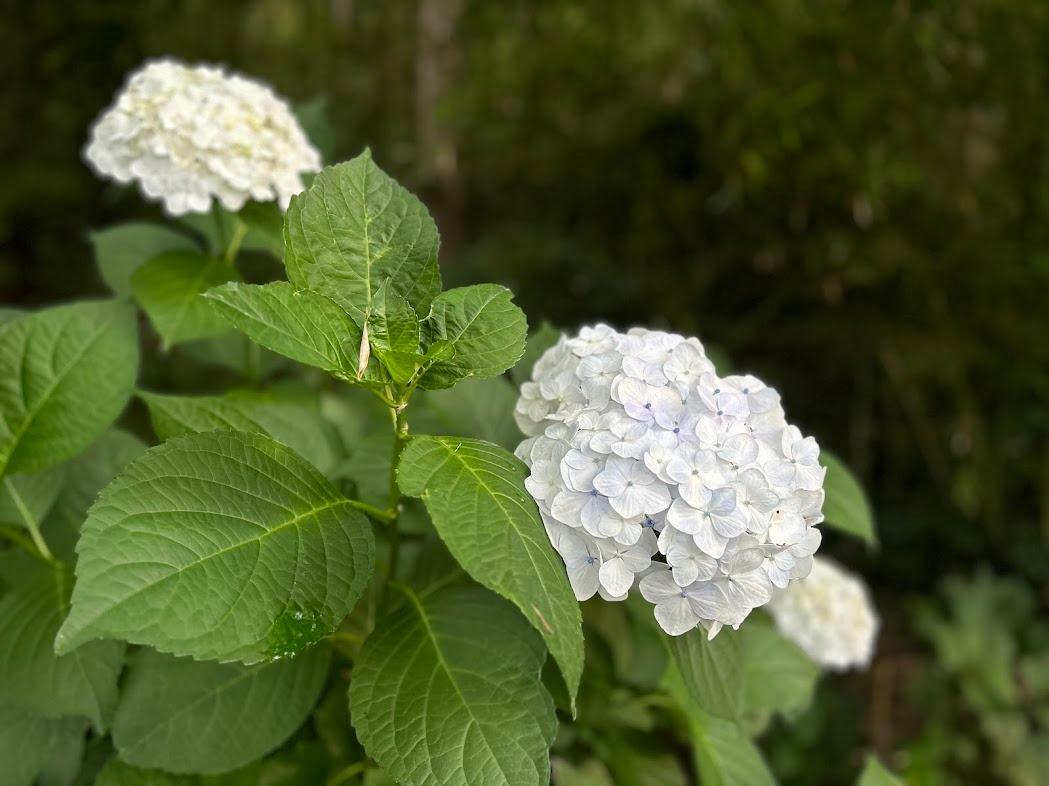 例年に比べ、背丈も高く花も大きいそうだ