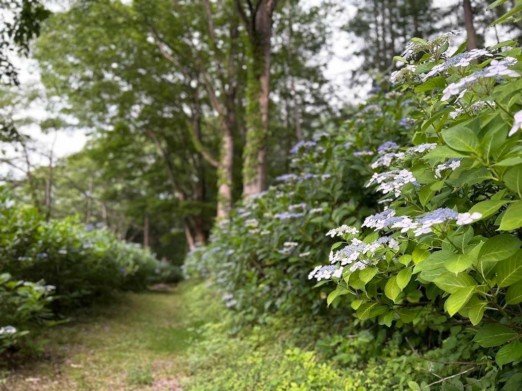 多くの方に楽しんでもらいたい　そんな思いが伝わる小道