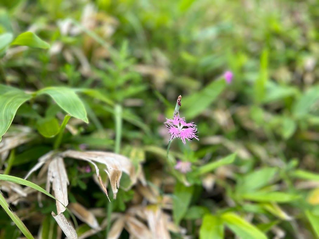 ナデシコの花　蝶も