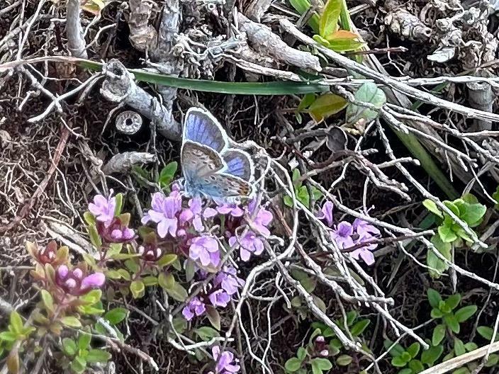 高山の蝶　うまく写真に撮れたらビジターセンターで答え合わせを