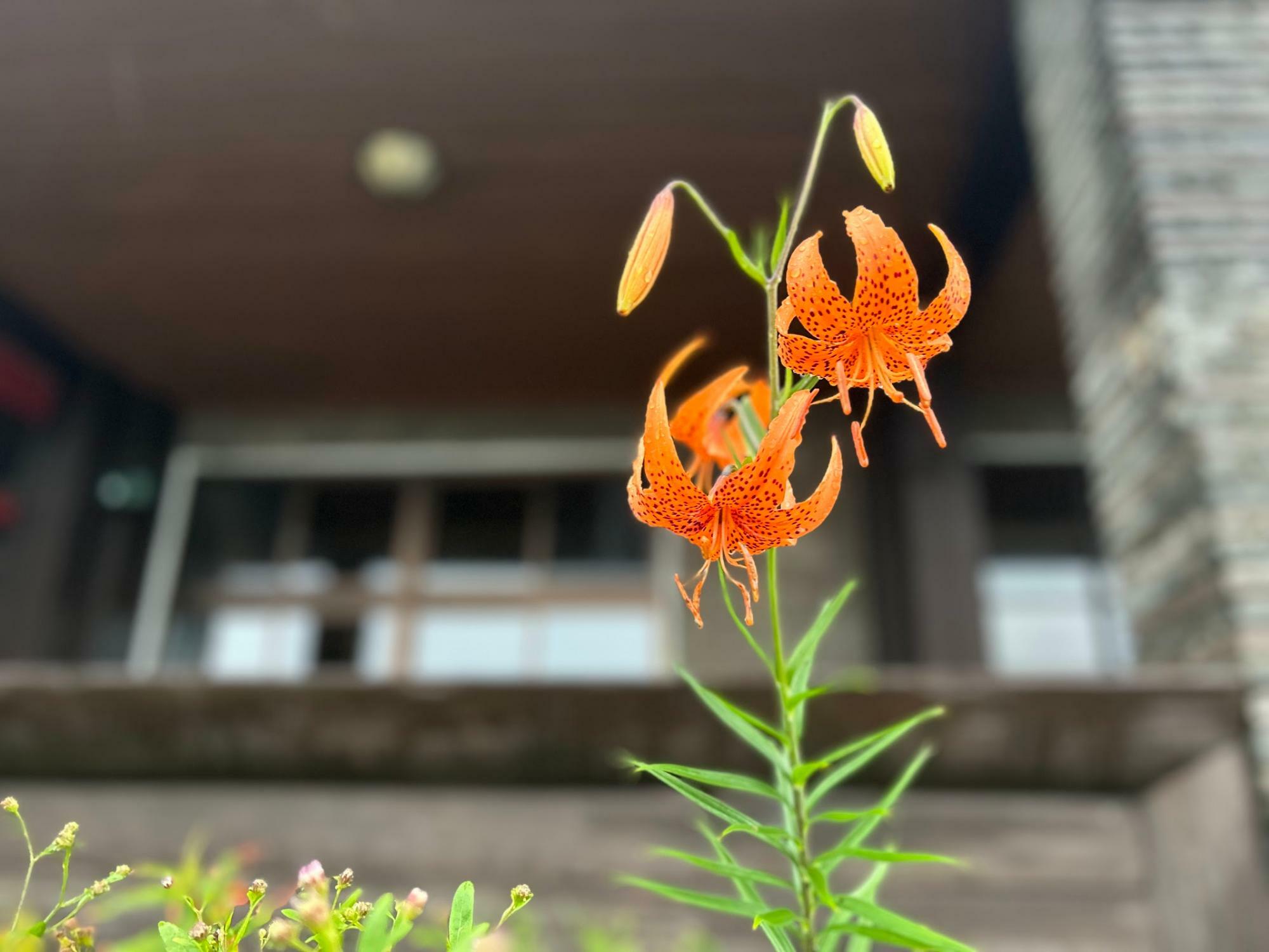 王ヶ頭ホテル前の花壇