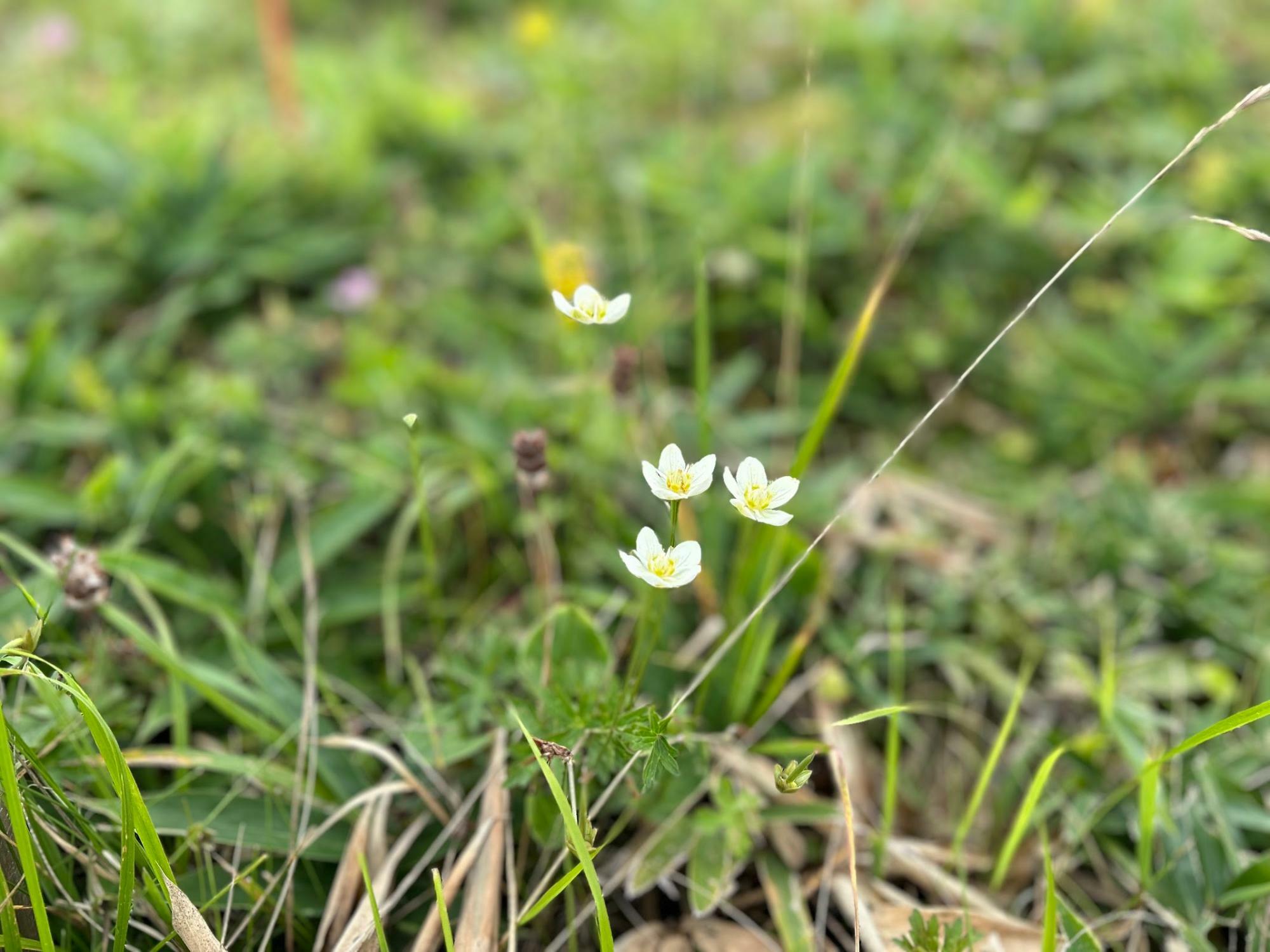 足元の花にも癒される