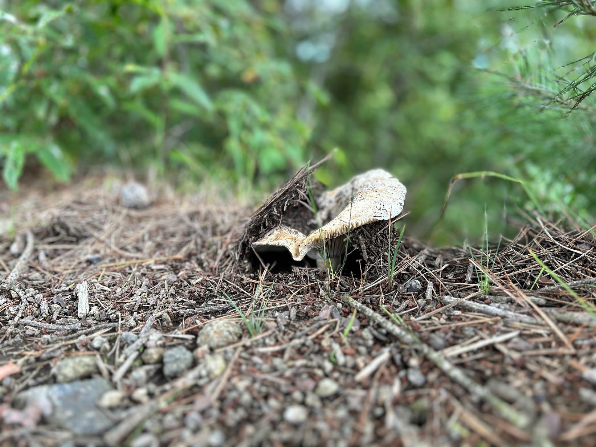 土を持ち上げるように生えるきのこ