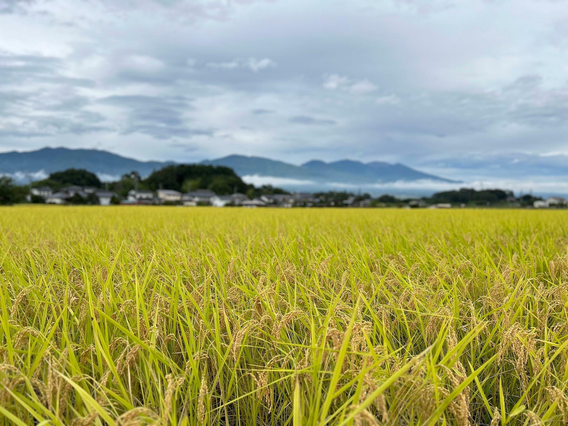 山のほうから風が渡ってくる