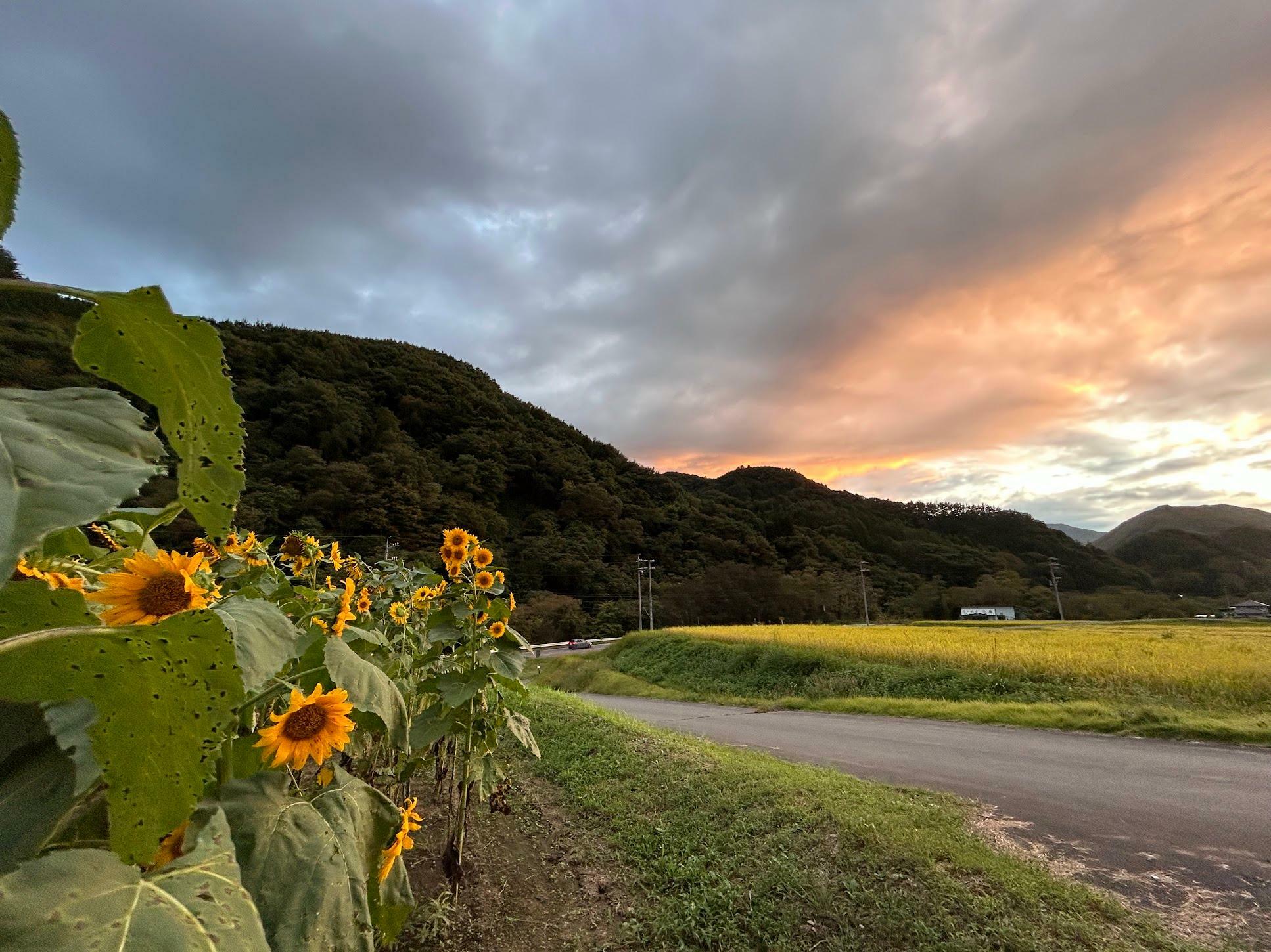 秋のひまわりは夕陽も似合う