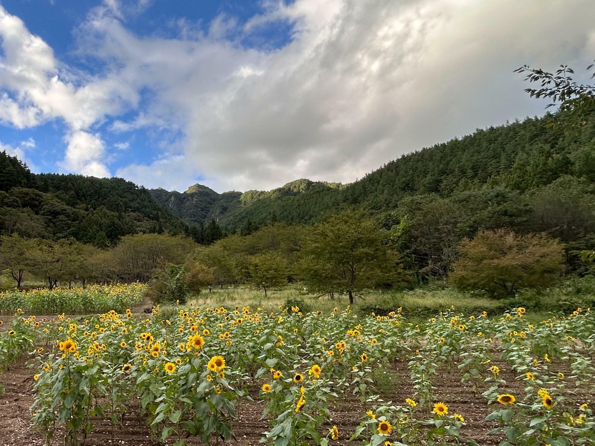 ひまわり畑があるのは塩田平のシンボル独鈷山の麓