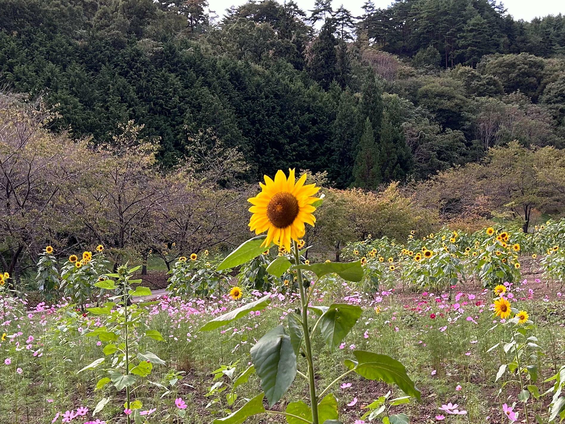 一輪だけのタイプ