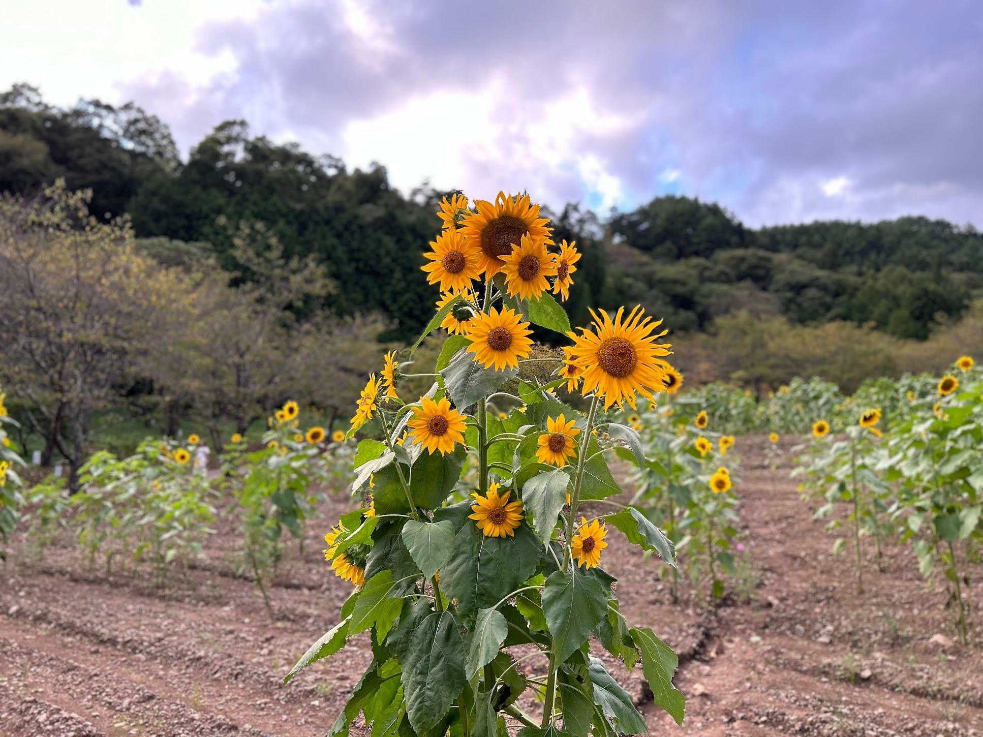 たくさん花をつけるタイプ