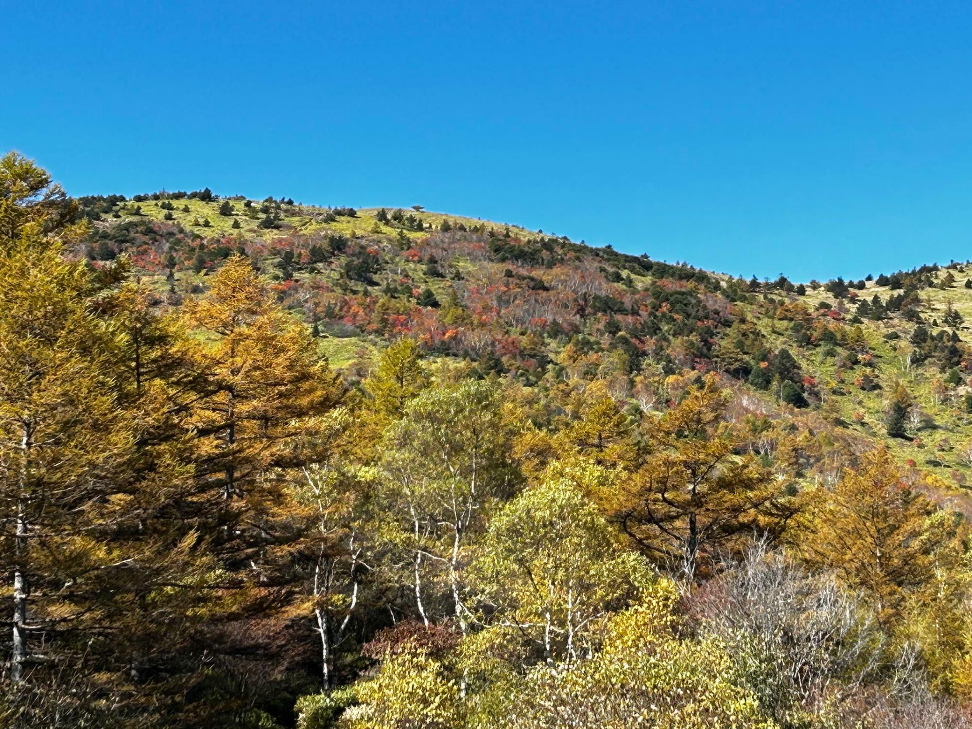 昨年の紅葉　撮影日：23年10月初旬