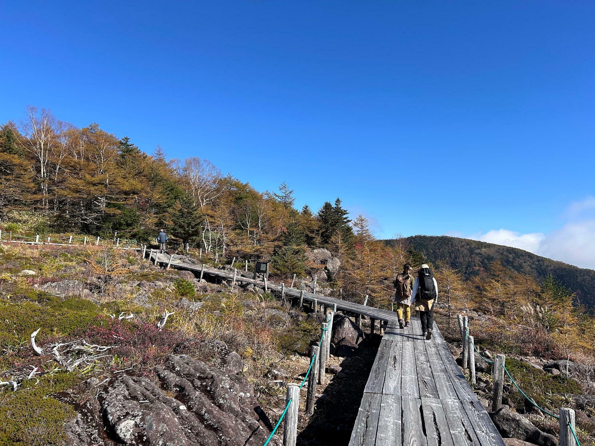 湿原は木道で整備されています