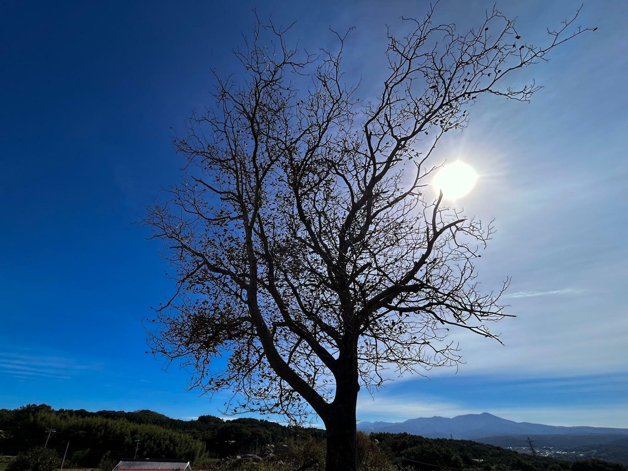 太陽に手をのばしているようなくるみの木