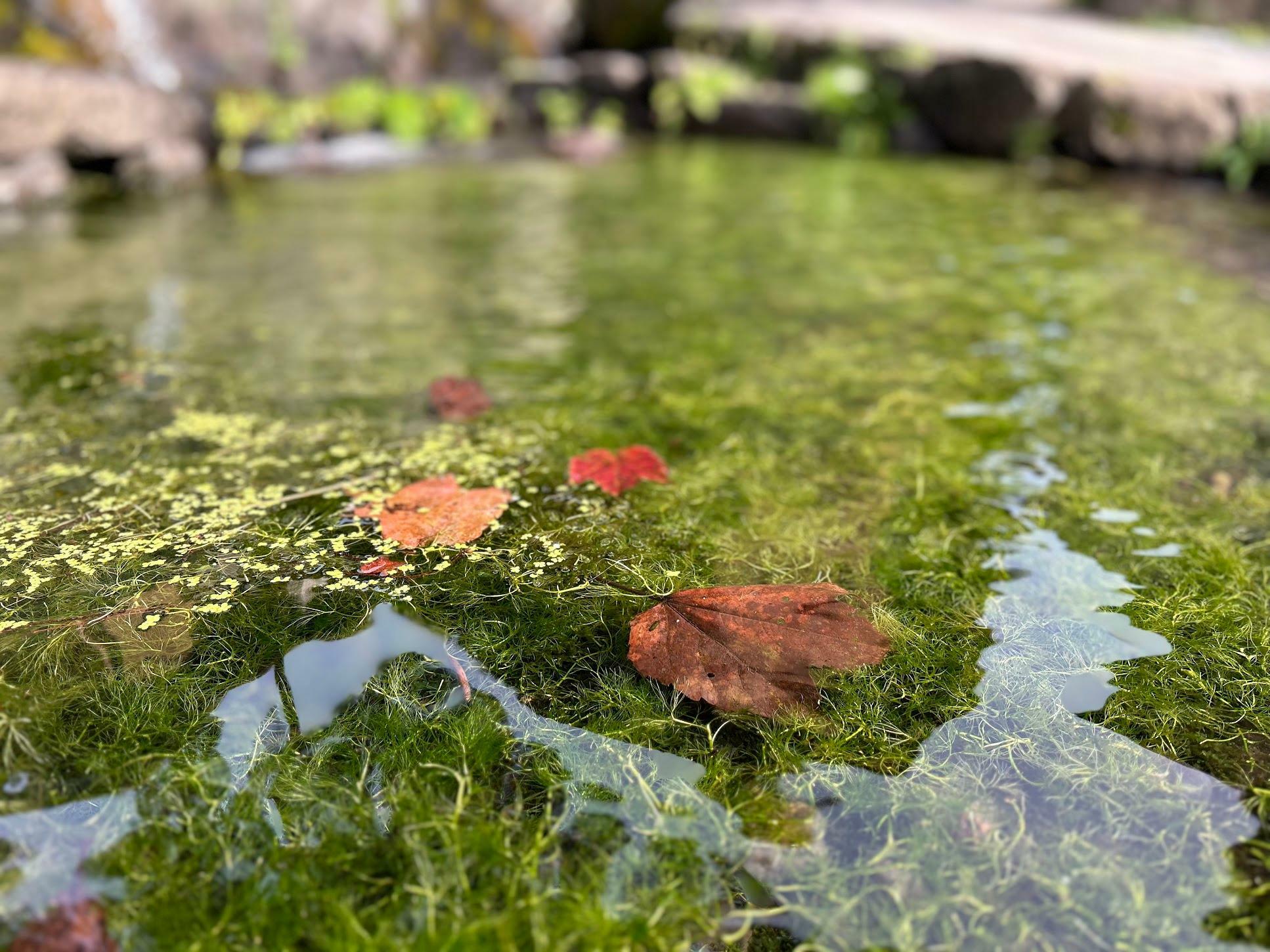 清らかな水に藻が生える