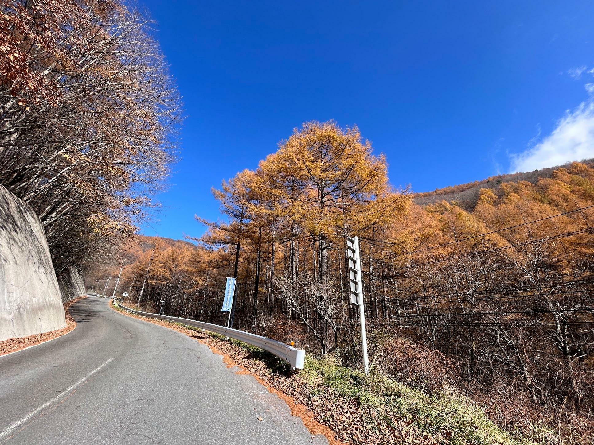 だんだんと鮮やかになる紅葉