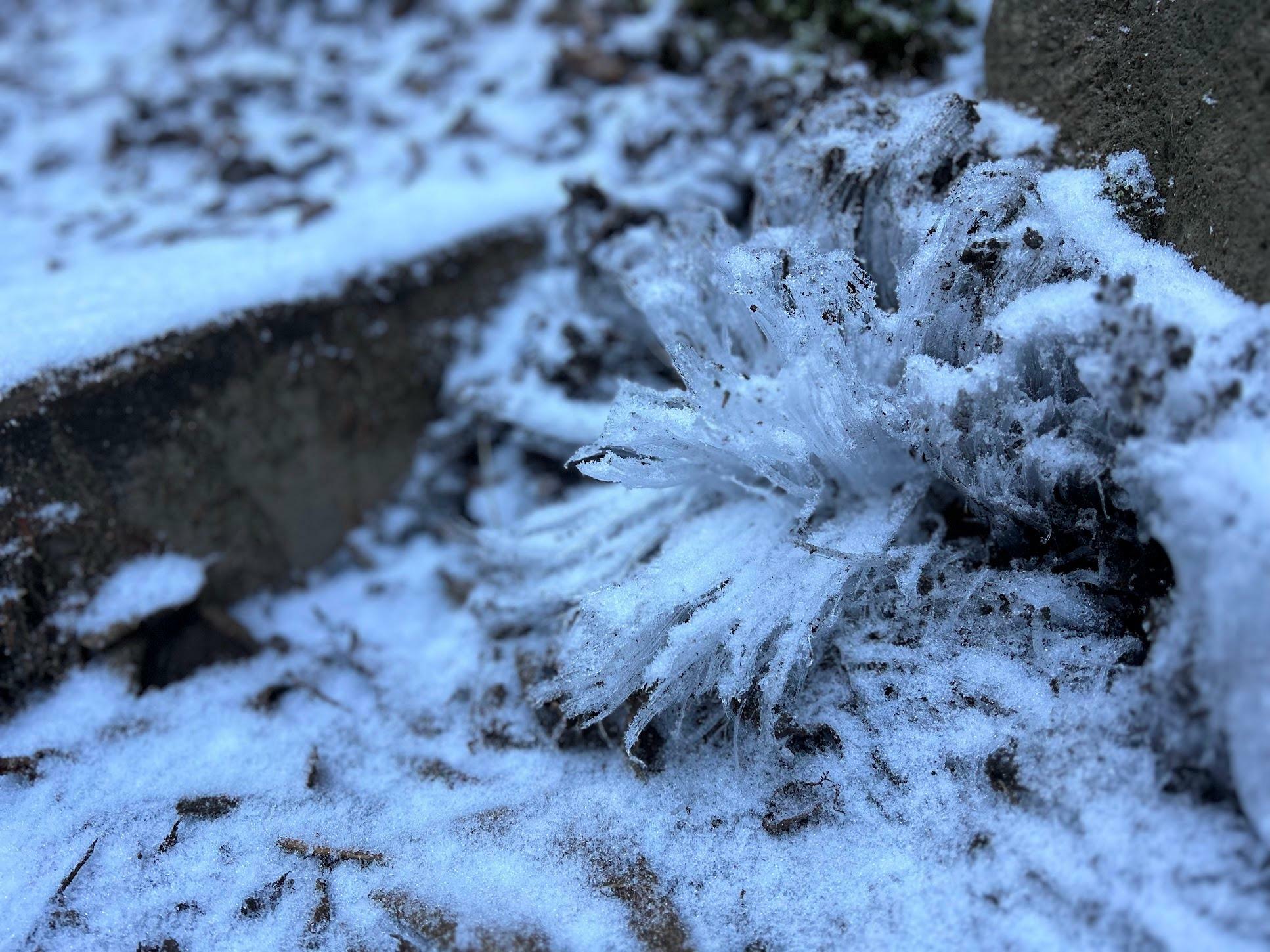 春雨のような霜柱