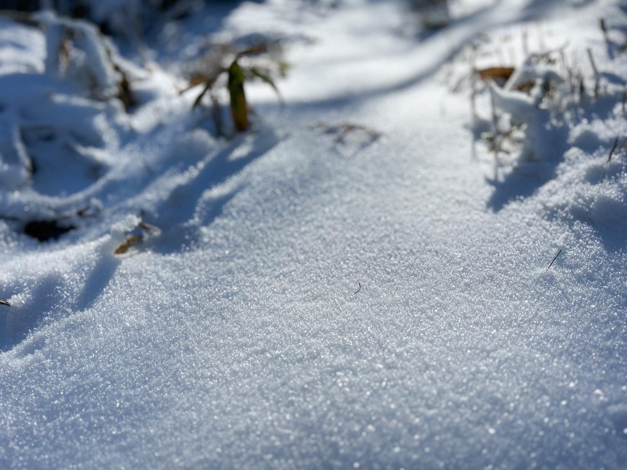 湿原へは粉砂糖のような雪道が