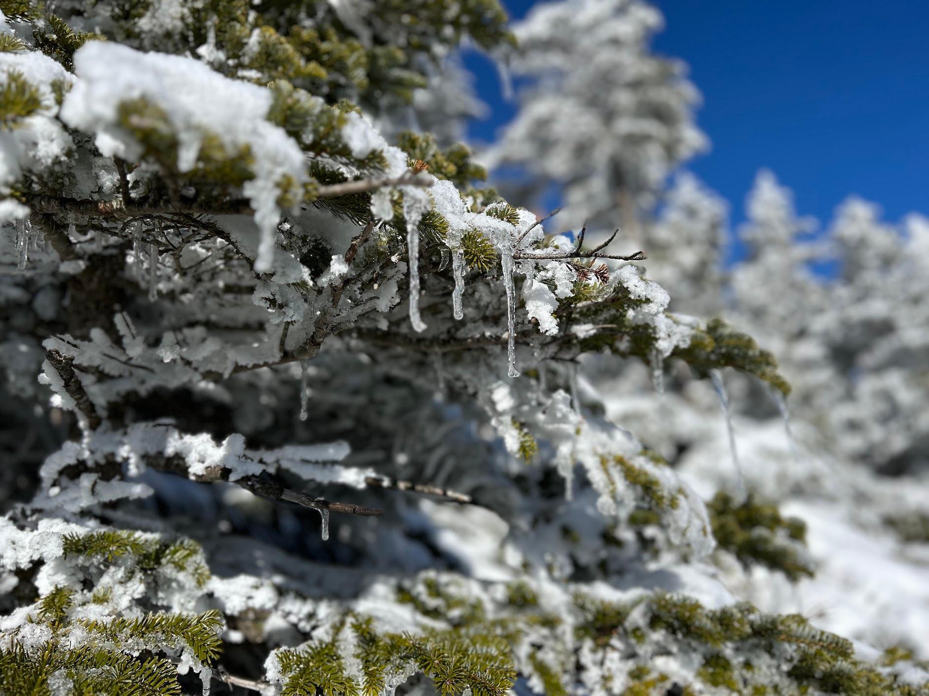 稜線上は雪は飛ばされツララのオーナメント