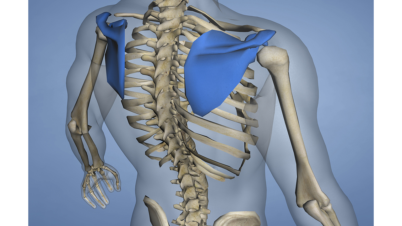 肩甲骨の位置