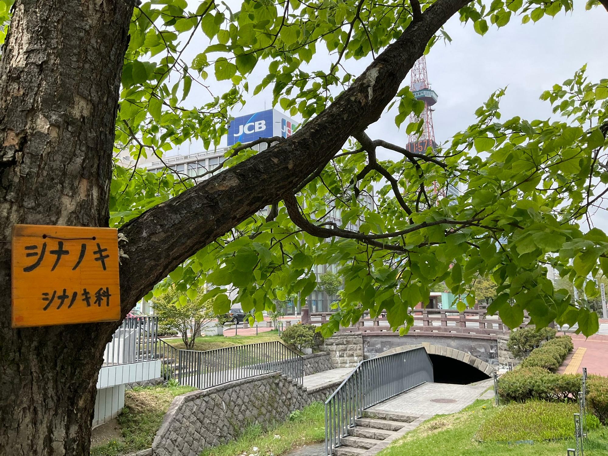 札幌市】ラッキーライラックを探そう！ 創成川公園では早咲きの