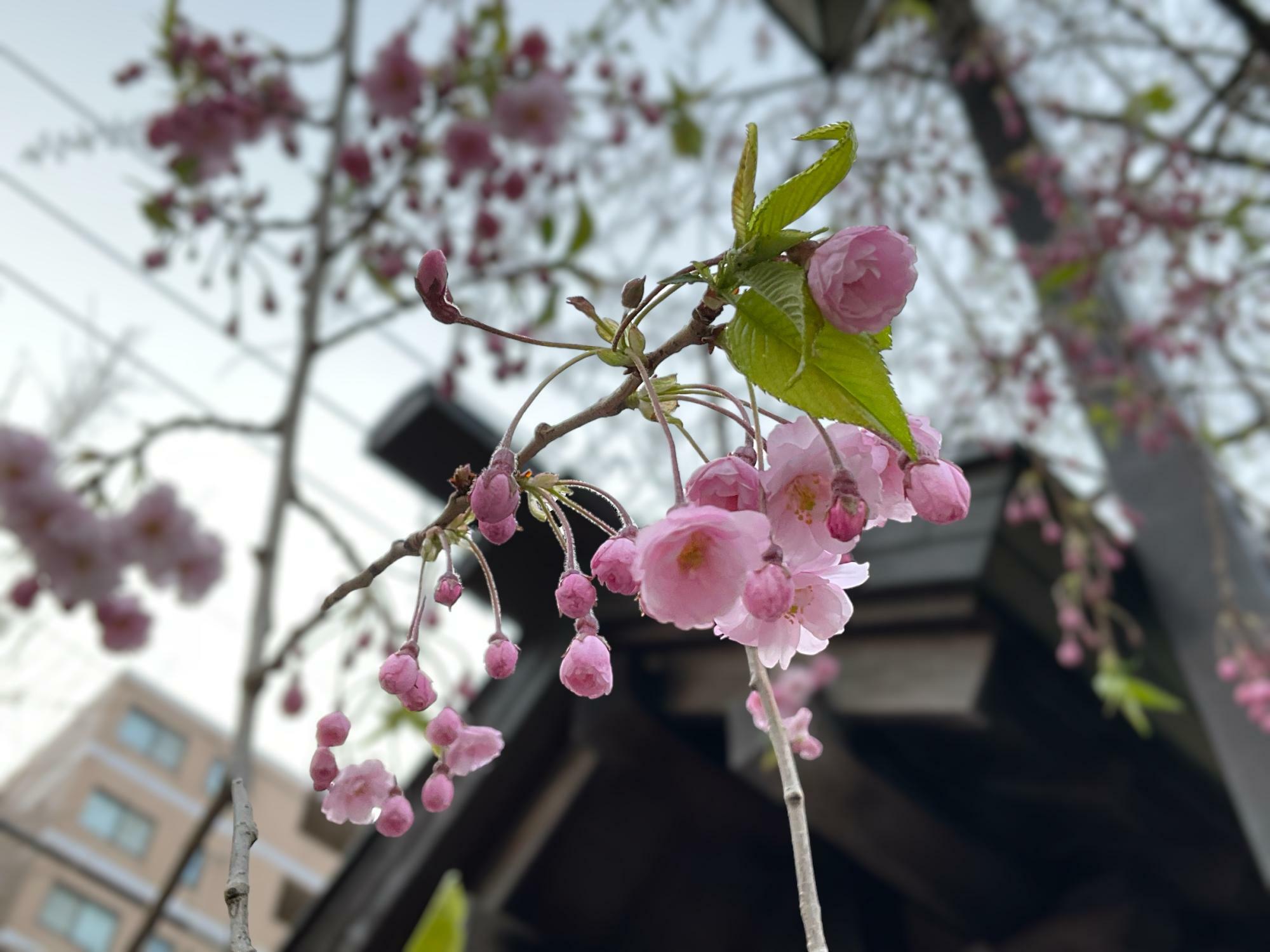 頓宮さんのしだれ桜はG.Wが見頃です。