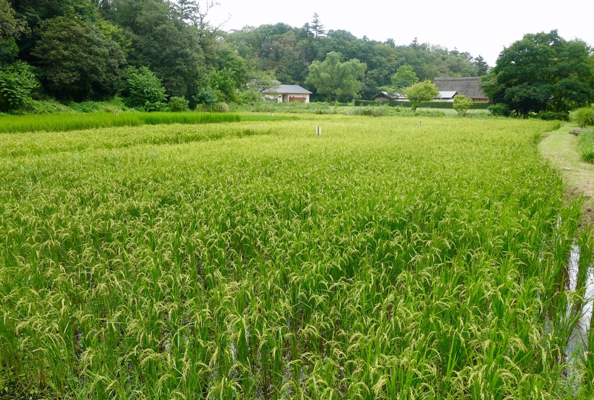 里山民家の田んぼは日本の原風景