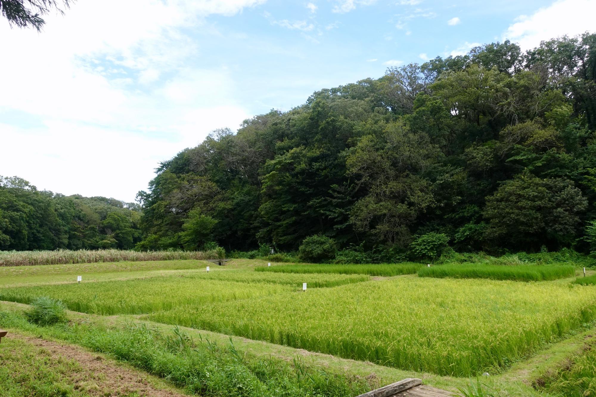 田んぼは丘陵の谷間（宮野入谷戸）にあります