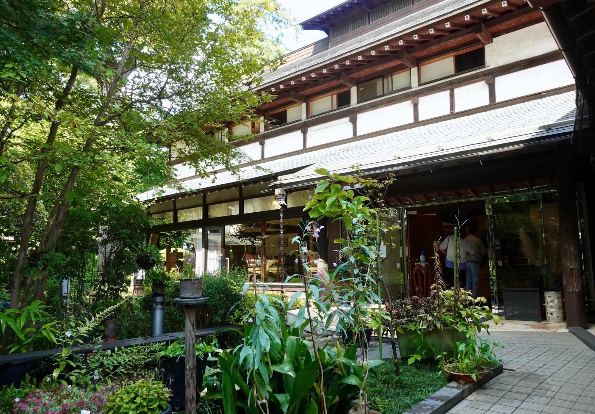 庭では様々な山野草を楽しむことができます