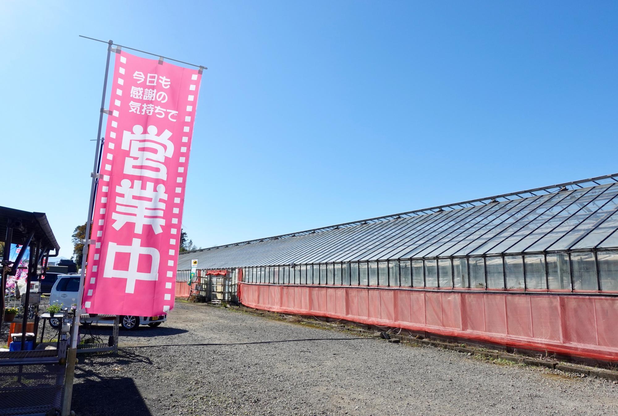 シクラメンを栽培しているガラス温室