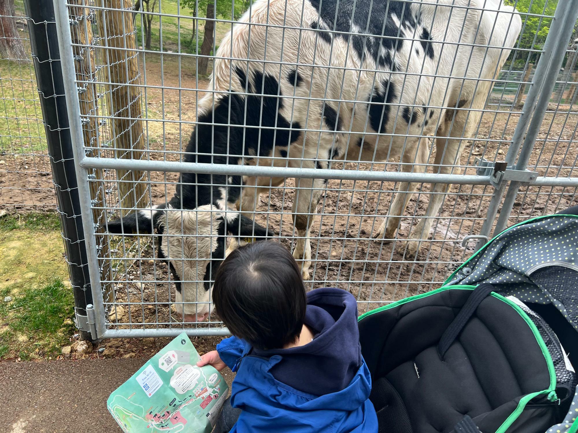 ベビーカーに乗った子どももすぐ近くで牛を見ることができた