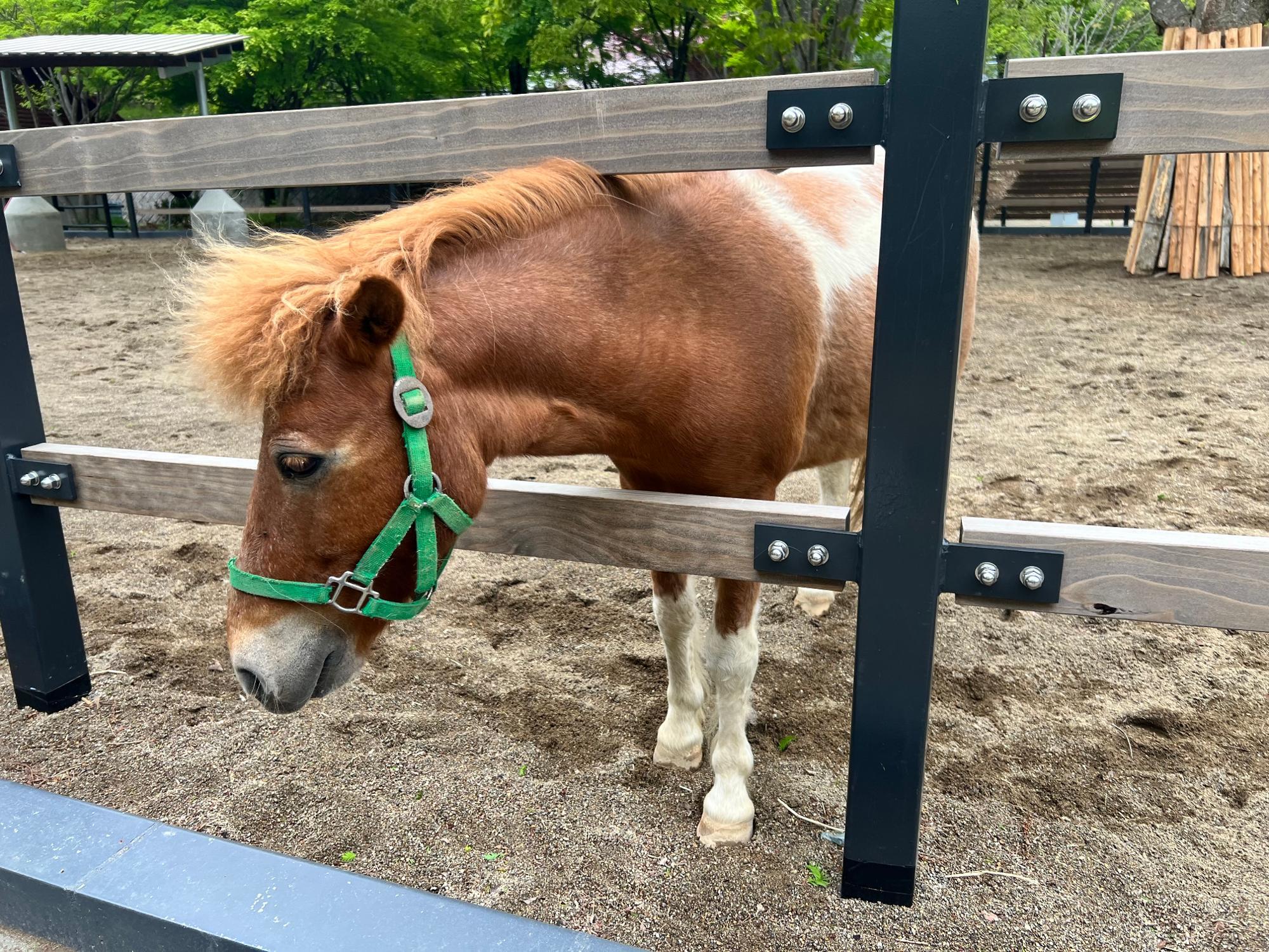 ポニーは乗馬体験も