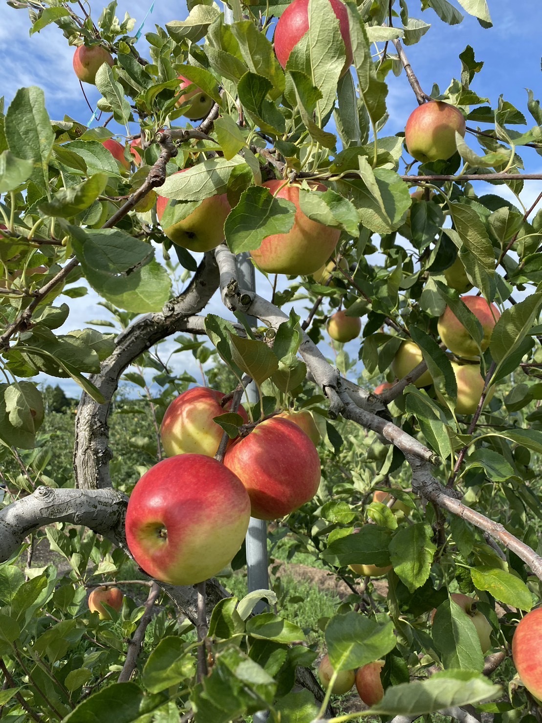 盛岡市】食欲の秋です♪ 盛岡で栽培されているりんご「さんさ」の収穫