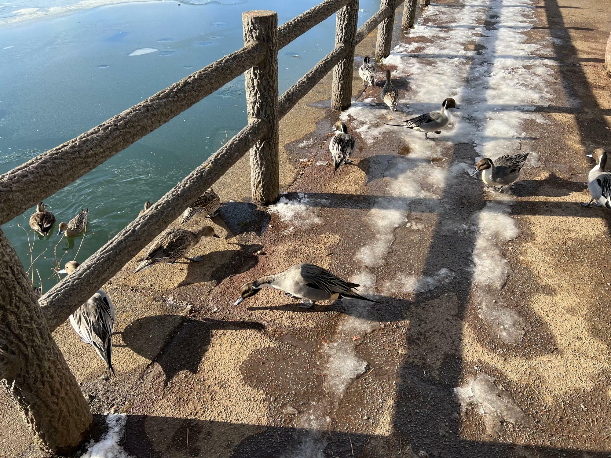 遊歩道まで飛んできて、トコトコ歩く鴨たち。