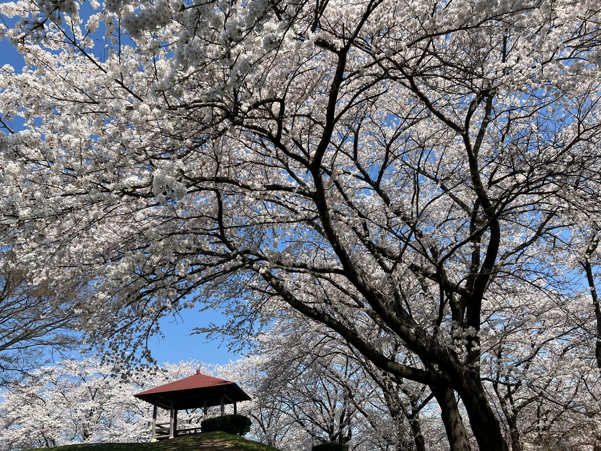 まるで桜のカーテン！　とてもきれいでした。