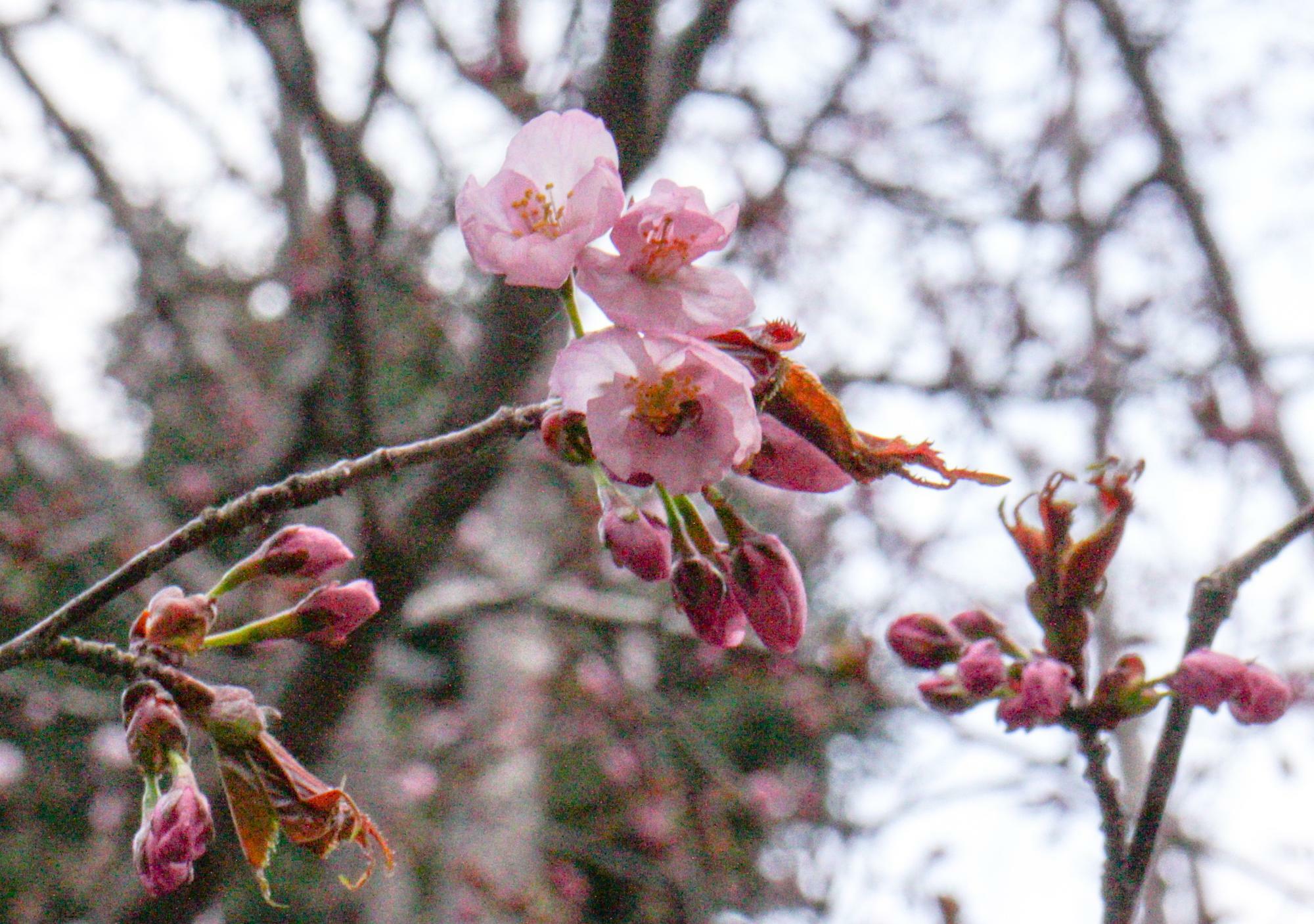 *写真の桜はイメージです。