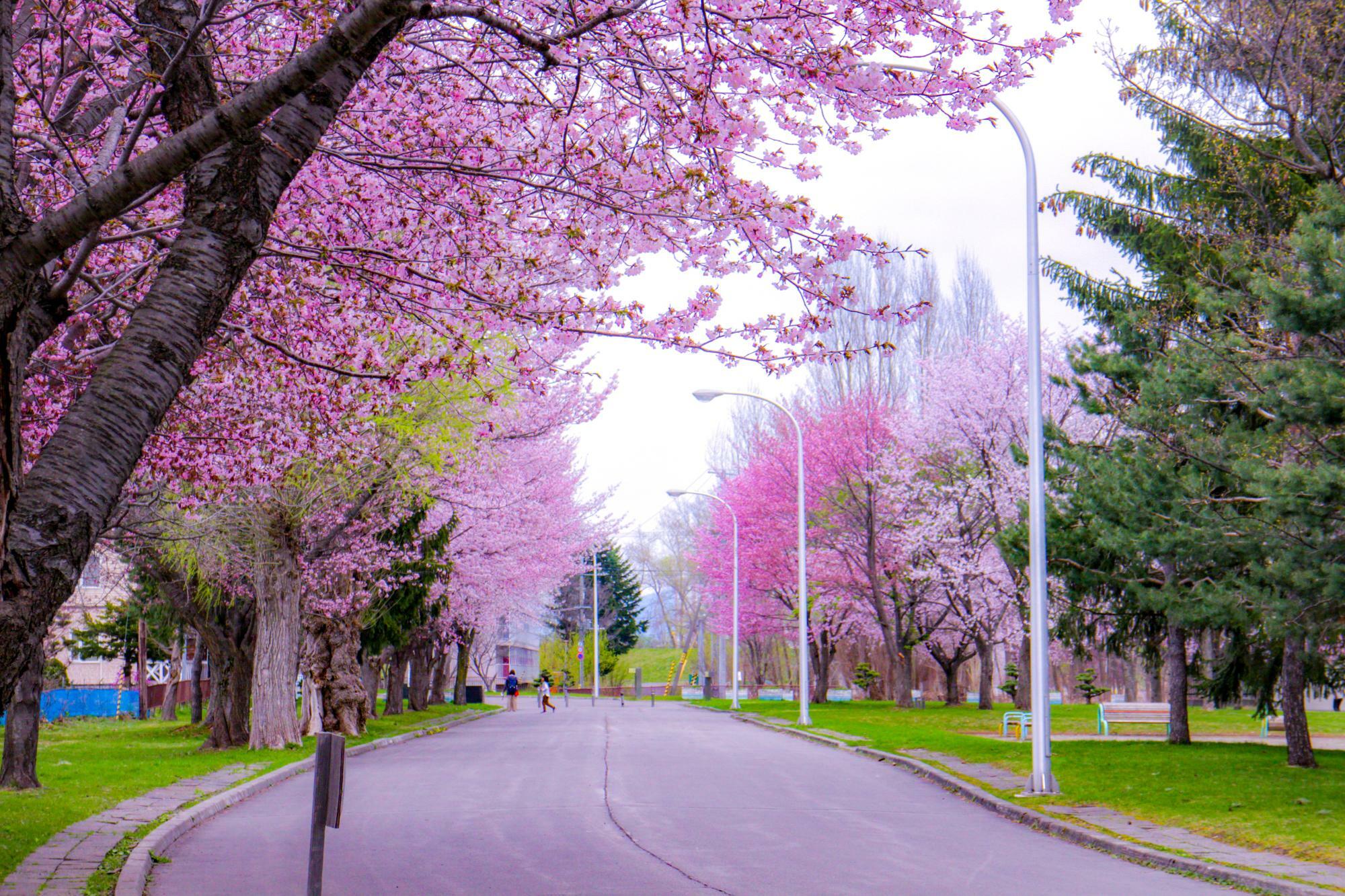 *2023年の花咲スポーツ公園の桜並木