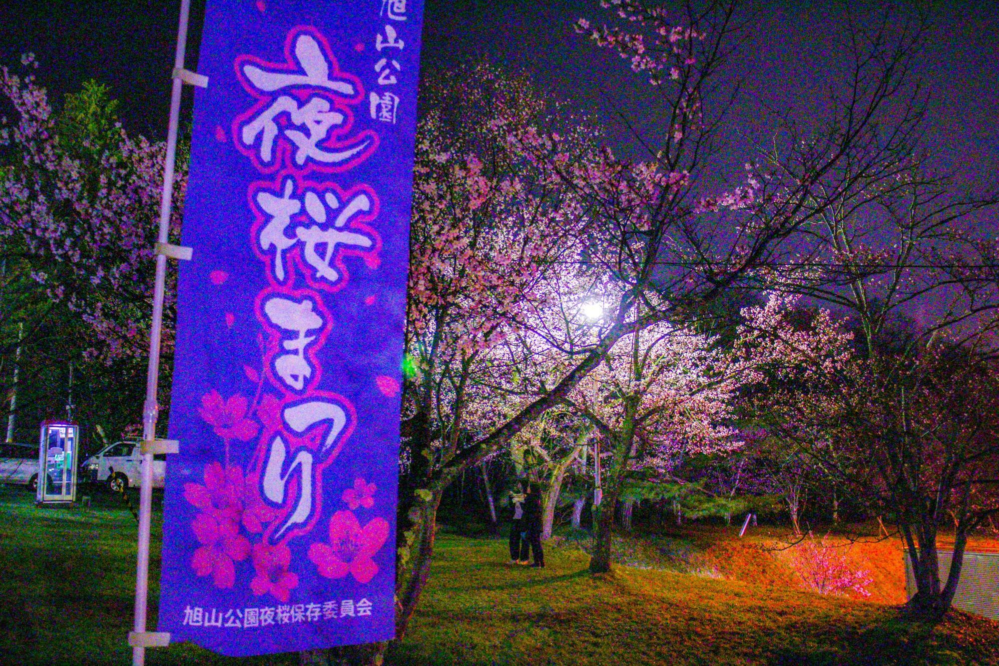 *2023年の旭山公園の夜桜