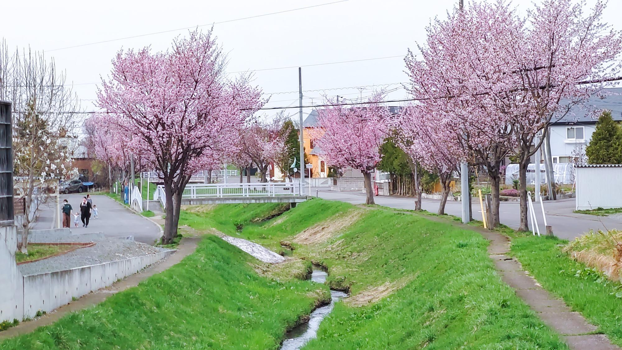 *旭神の川辺の風景