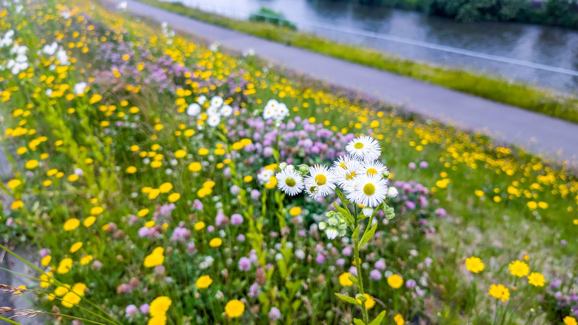 *旭川市の河川敷の写真。